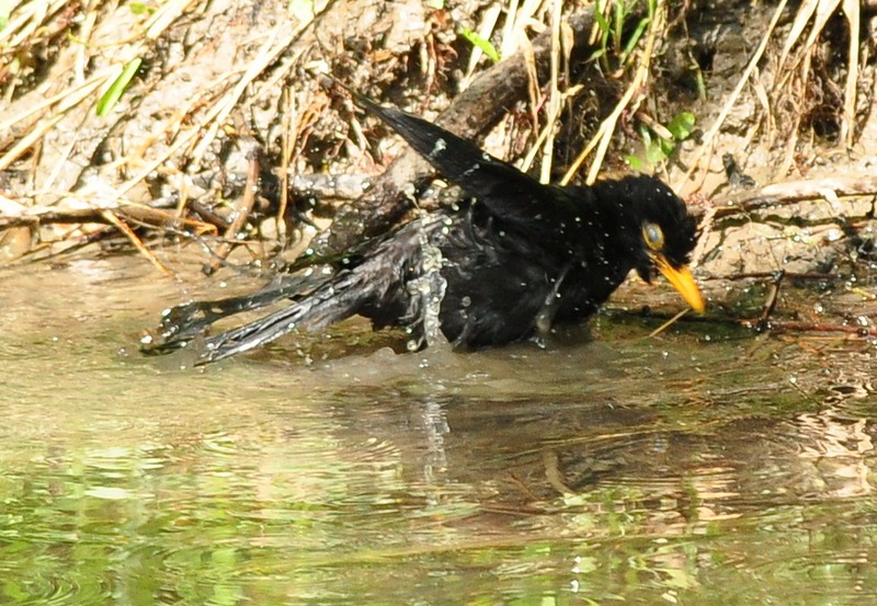 Avifauna humor